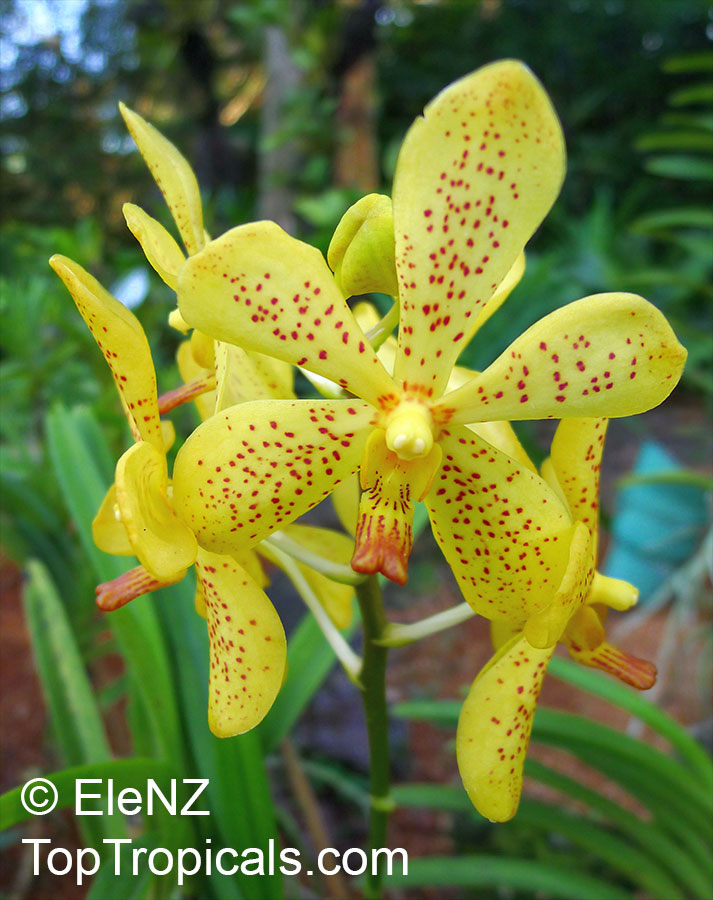 Vanda sp., Vanda Orchid. Aranda Prapin Yellow