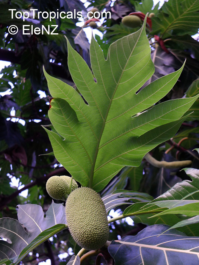 Artocarpus altilis, Artocarpus communis, Breadfruit