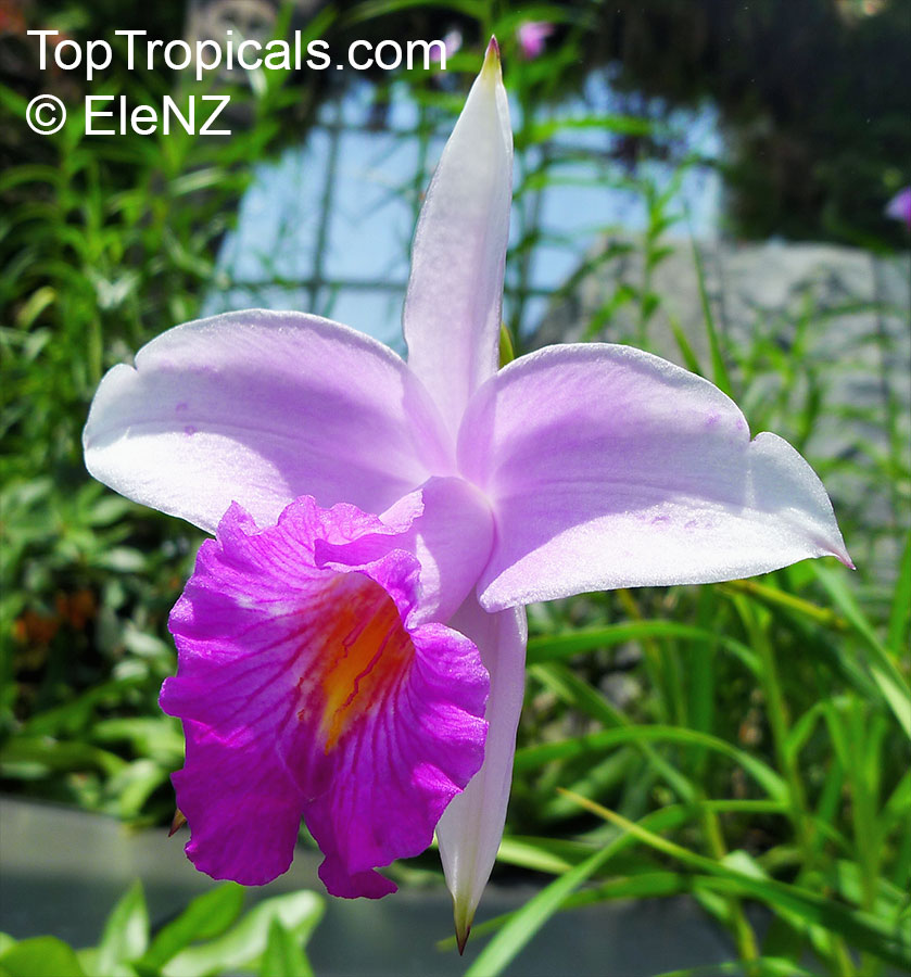 Hauteur 50-60cm Orchidée violette Plante tropicale fleurie Pot Ø 12cm CambriaLazio
