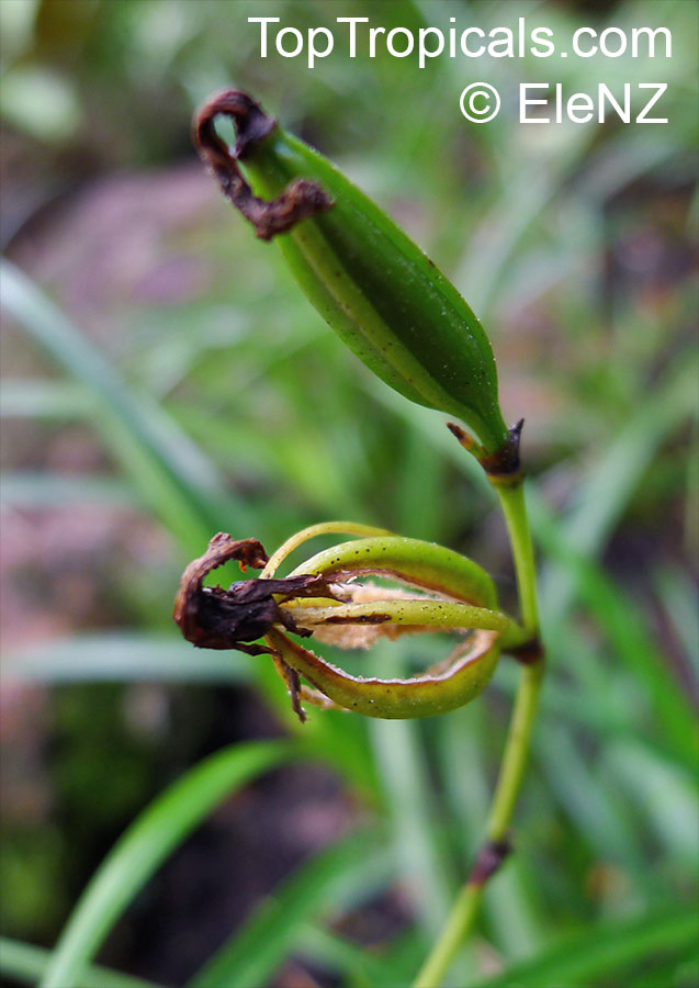 Arundina graminifolia, Arundina affinis, Bletia graminifolia, Bamboo Orchid, Bird Orchid