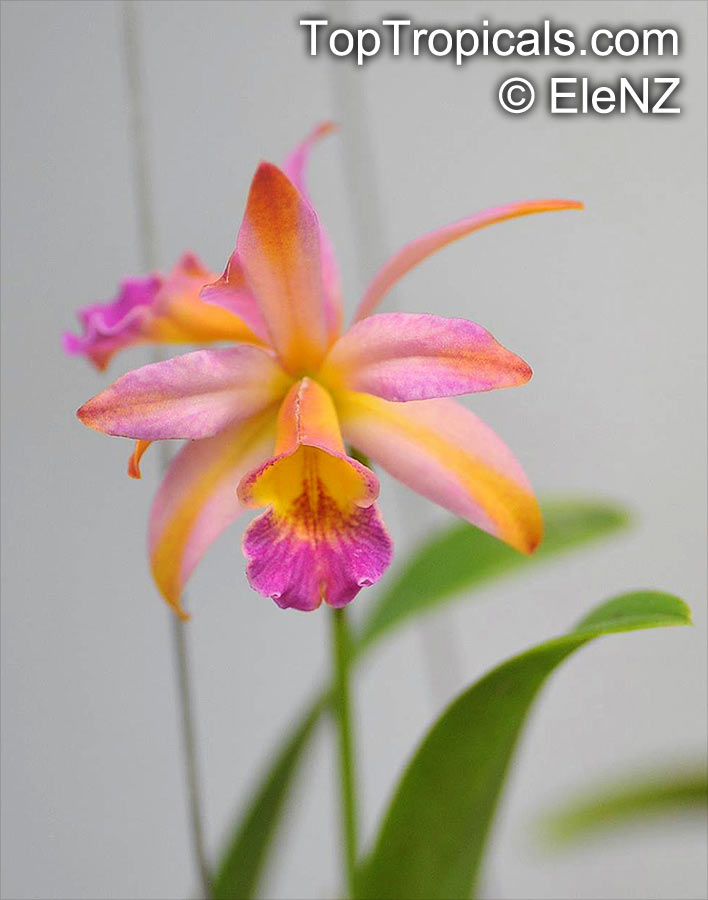 Cattleya sp., Cattleya Orchid. Blc. Mari's Song x Toshie's Magic