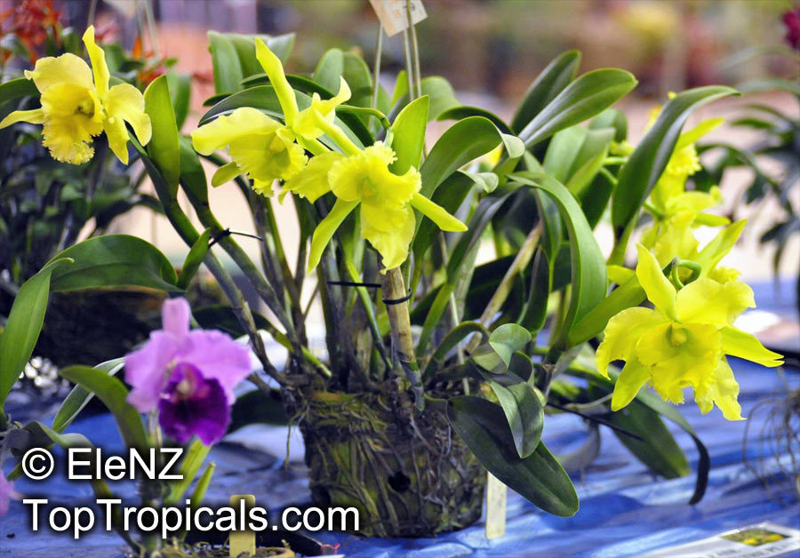 Cattleya sp., Cattleya Orchid. Brassolaeliocattleya Ports of Paradise