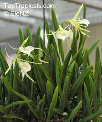 Brassavola sp., Lady of the Night

Click to see full-size image