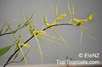 Brassia sp., Spider Orchid

Click to see full-size image