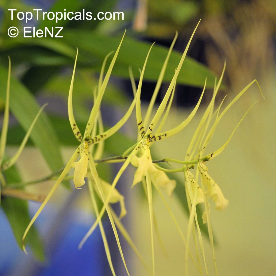 Brassia sp., Spider Orchid