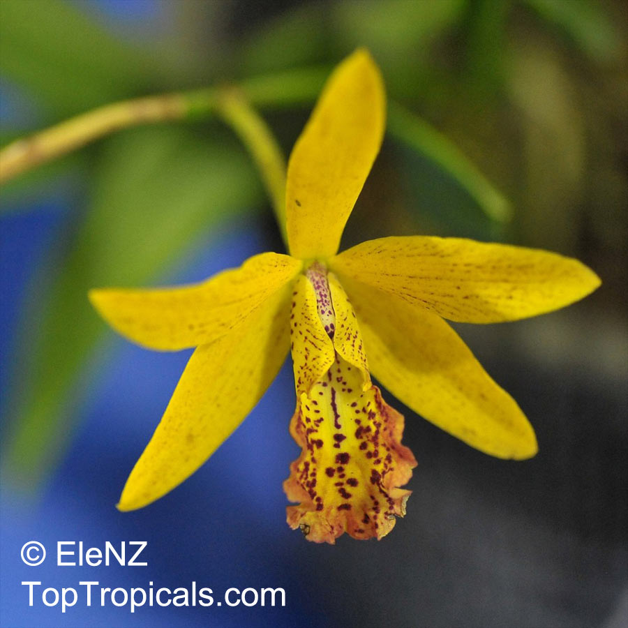 Cattleya sp., Cattleya Orchid. Brassolaeliocattleya