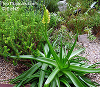 Bulbine natalensis, Bulbine latifolia, Bulbine

Click to see full-size image