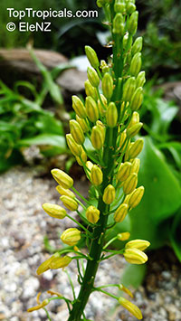 Bulbine natalensis, Bulbine latifolia, Bulbine

Click to see full-size image