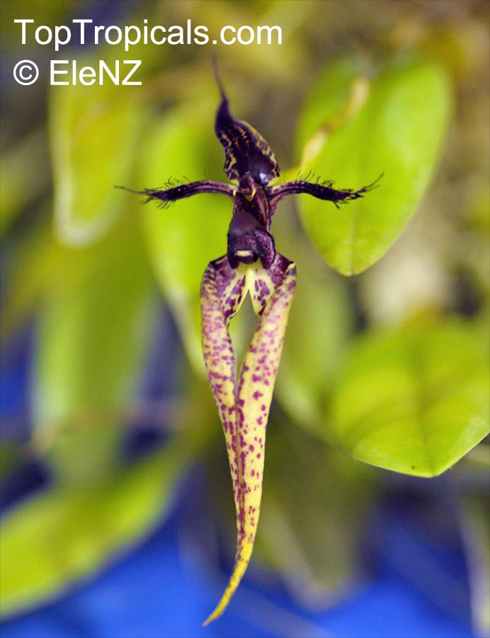 Bulbophyllum sp., Bulbophyllum. Bulbophyllum Fascination 'Socks'. Bulbophyllum fascinator x longissimum