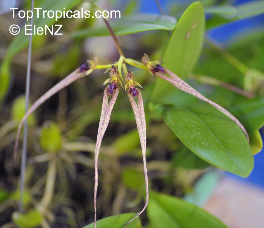 Bulbophyllum sp., Bulbophyllum. Bulbophyllum annandalei x Trias disciflora
