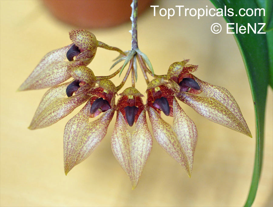 Bulbophyllum sp., Bulbophyllum. Bulbophyllum annandalei x frostii