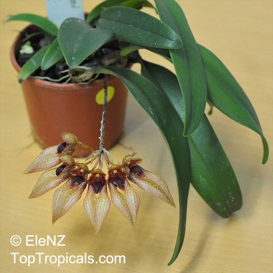 Bulbophyllum sp., Bulbophyllum. Bulbophyllum annandalei x frostii