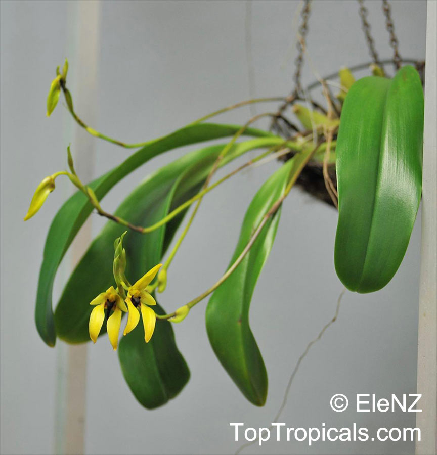 Bulbophyllum sp., Bulbophyllum. Bulbophyllum carunculatum
