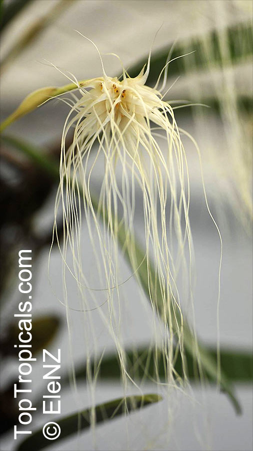 Bulbophyllum sp., Bulbophyllum. Bulbophyllum medusae