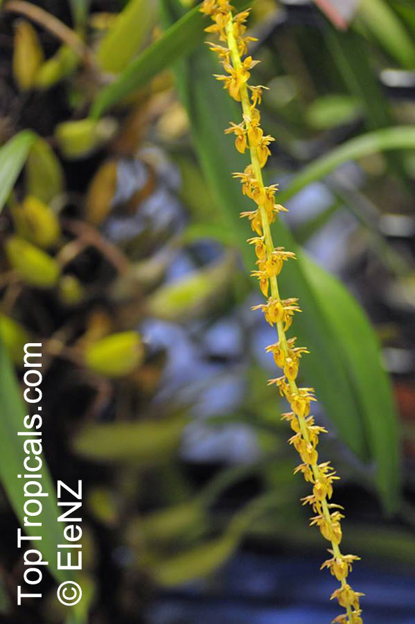 Bulbophyllum sp., Bulbophyllum. Bulbophyllum rufinum
