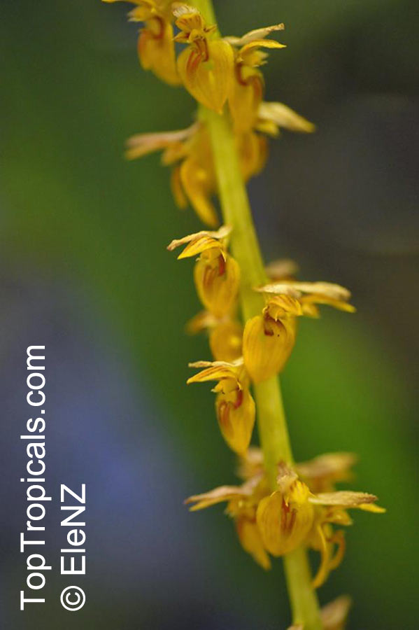 Bulbophyllum sp., Bulbophyllum. Bulbophyllum rufinum