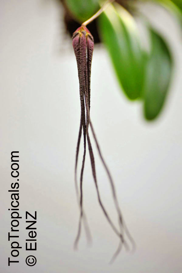 Bulbophyllum sp., Bulbophyllum. Bulbophyllum treschii
