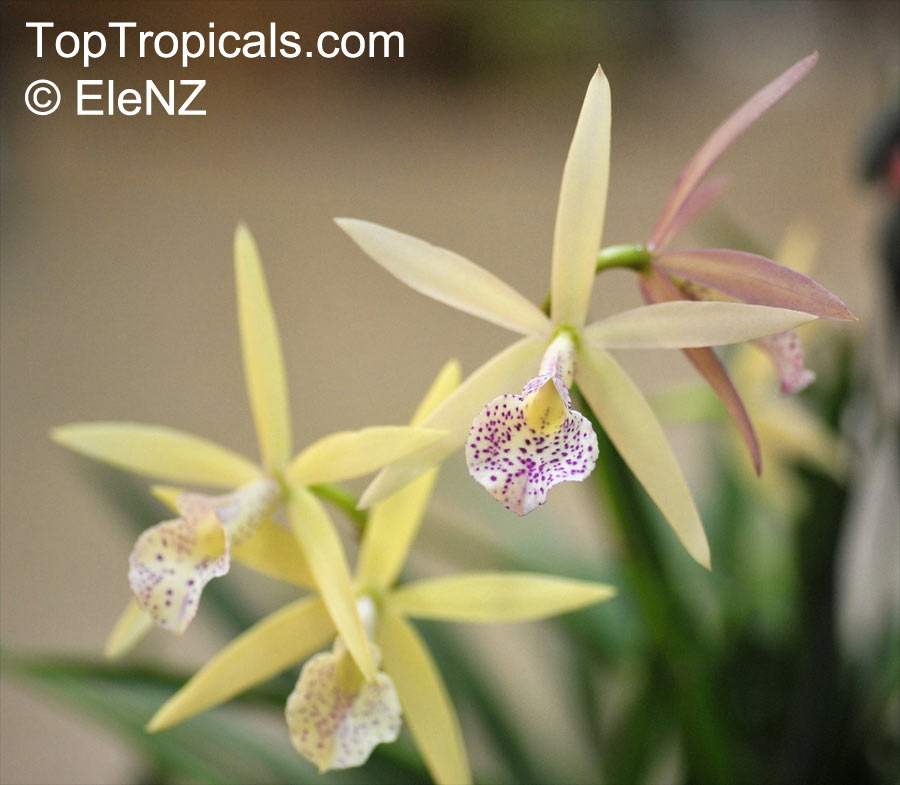 Cattleya sp., Cattleya Orchid. Cahuzacara Topaz Neat. Rhyncattleanthe Love Sound x Brassocattleya Yellow Bird