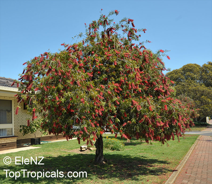 Callistemon - Bottle Brush Tree