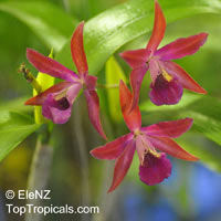 Cattleya sp., Cattleya Orchid

Click to see full-size image
