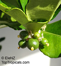 Citrus hystrix, Indonesian lime, Wild lime, Kaffir Lime

Click to see full-size image