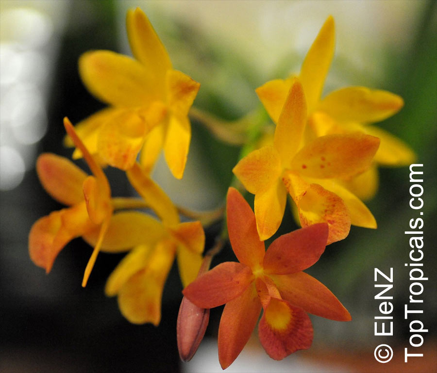 Cattleya sp., Cattleya Orchid. Claudehamiltonara Hidden Gold. The parents are Guaritonia Why Not (G. aurantiaca X Bro. sanguinea) and Brassocattleya Richard Mueller (B. nodosa X C. milleri)