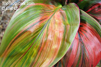 Cordyline fruticosa, Cordyline terminalis, Hawaiian Ti Leaf

Click to see full-size image