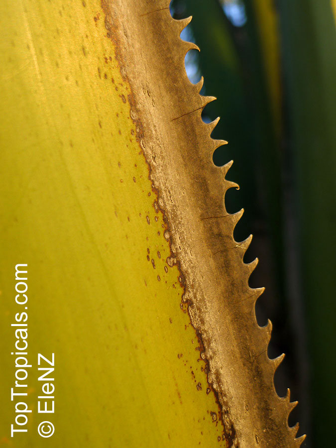 Corypha umbraculifera, Talipot Palm, Buri
