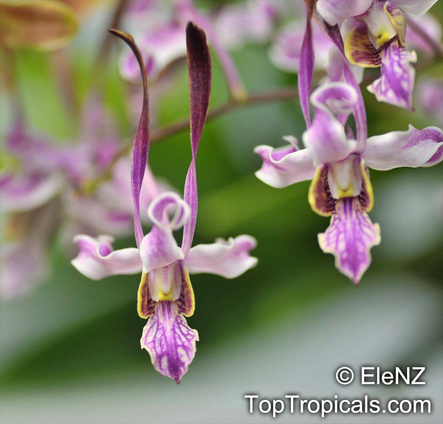 Dendrobium Collection - 3 plants for price of 2!