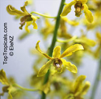 Dendrobium sp., Dendrobium Orchid

Click to see full-size image