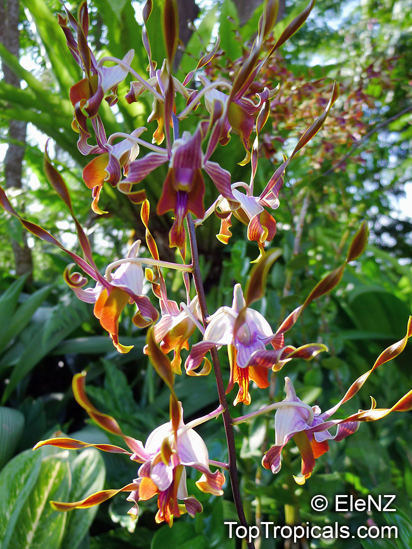 Dendrobium sp., Dendrobium Orchid. Dendrobium Anand Satyanand 'Susan'