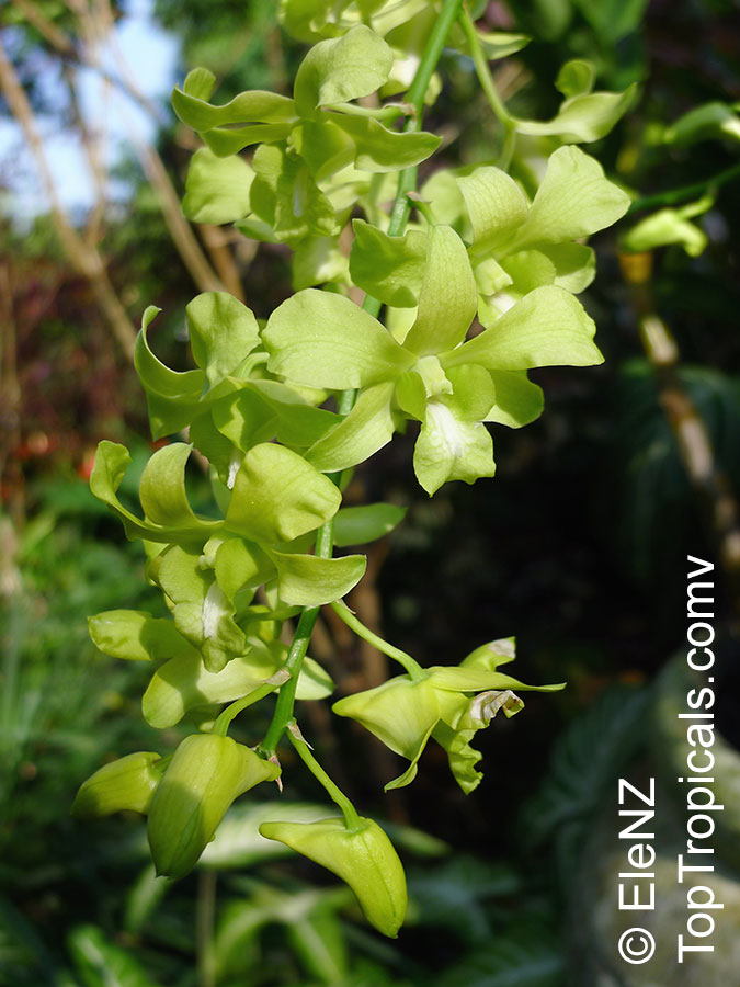 Dendrobium sp., Dendrobium Orchid. Dendrobium 'Begum Khaleda Zia'
