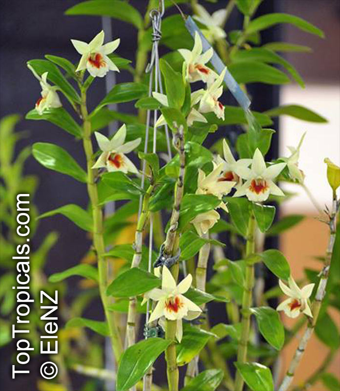Dendrobium formosum, Giant-flowered Dendrobium
