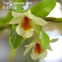 Dendrobium formosum, Giant-flowered Dendrobium

Click to see full-size image