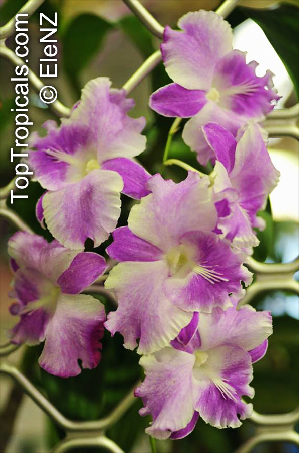 Dendrobium Humming Butterfly, Butterfly Dendrobium