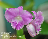 Dendrobium Humming Butterfly, Butterfly Dendrobium

Click to see full-size image