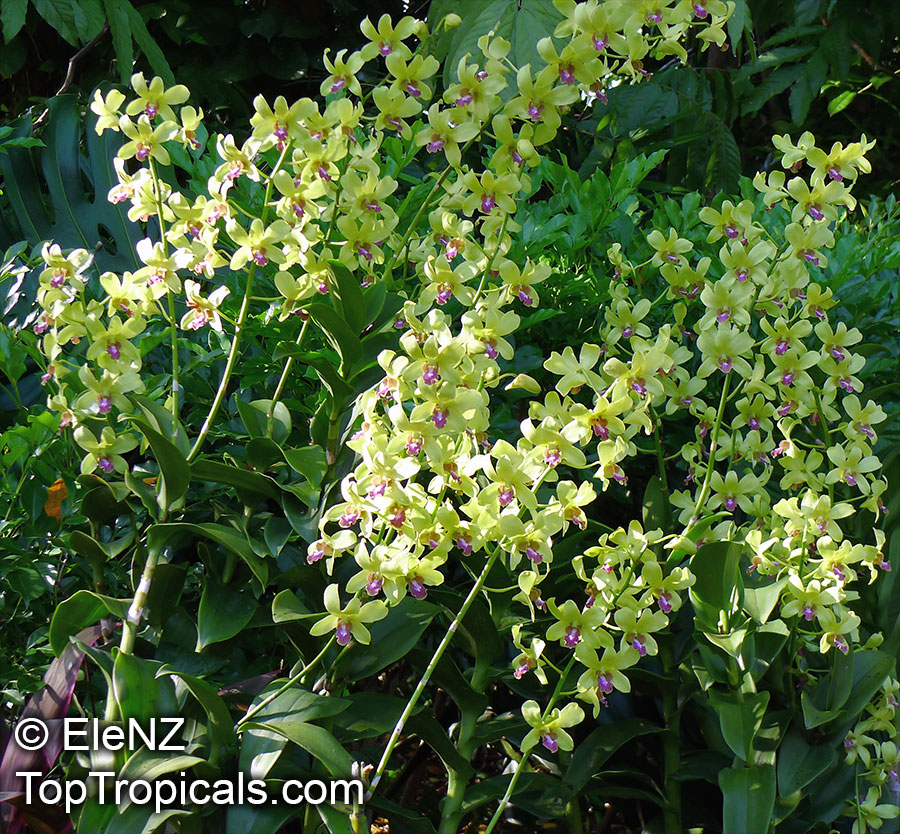 Dendrobium sp., Dendrobium Orchid. Dendrobium 'Jean Chretien'
