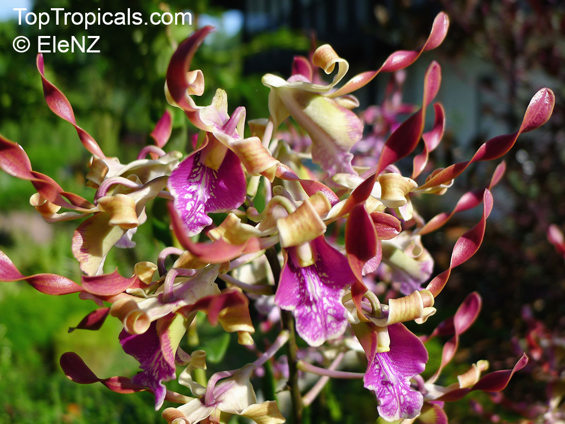 Dendrobium sp., Dendrobium Orchid. Dendrobium 'Michae Jeffery'