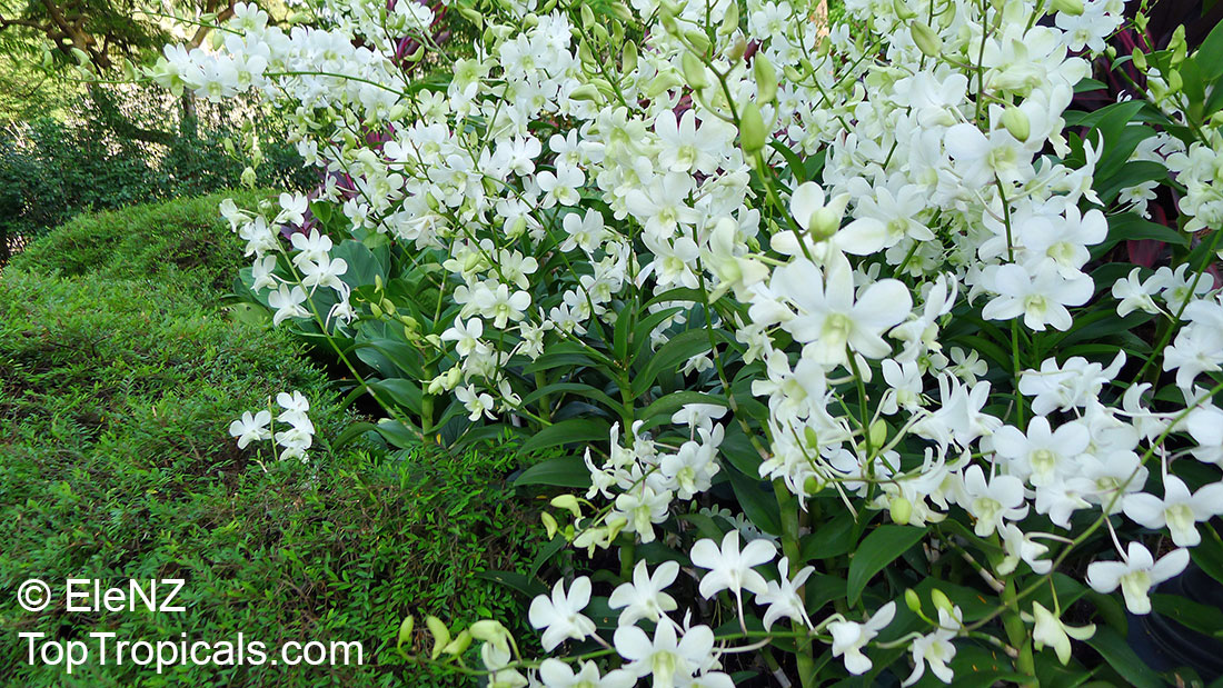 Dendrobium sp., Dendrobium Orchid. Dendrobium 'White Fairy'
