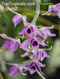 Dendrobium anosmum, Dendrobium superbum, Fragrant Dendrobium

Click to see full-size image