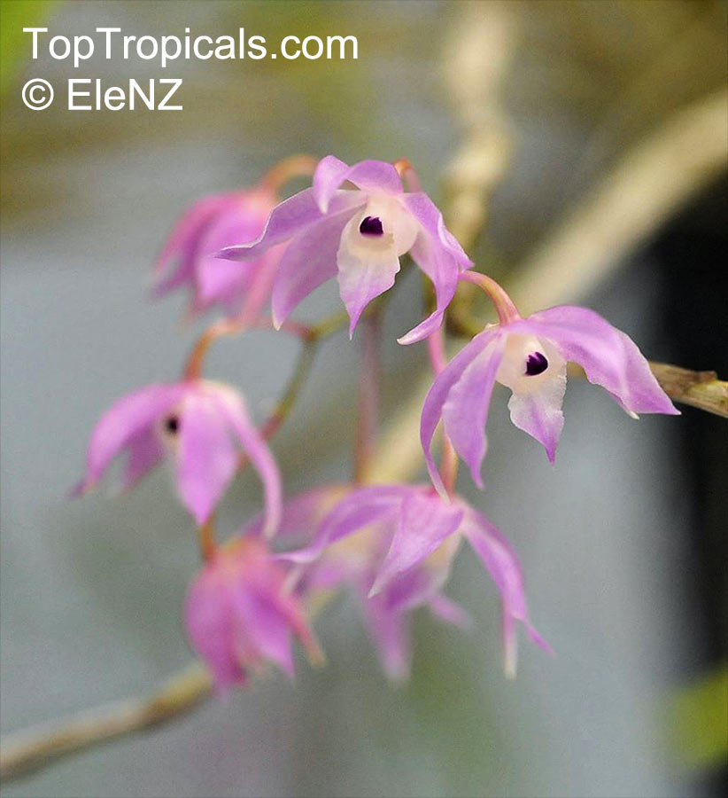 Dendrobium sp., Dendrobium Orchid. Dendrobium hercoglossum