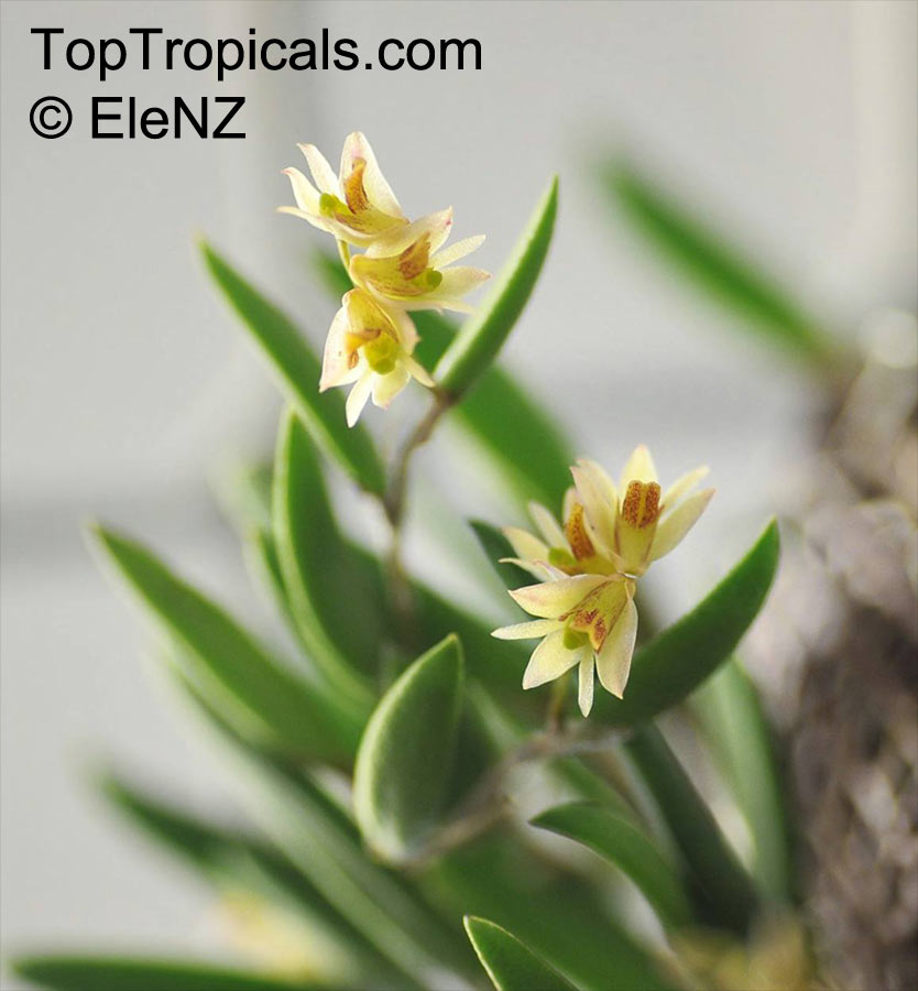 Dockrillia rigida, Dendrobium desmotrichoides, The Rigid-Leafed Dockrillia, The Smooth Tongue Orchid, The Smooth Tick Orchid 