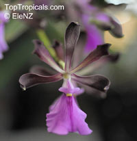 Encyclia sp., Encyclia

Click to see full-size image