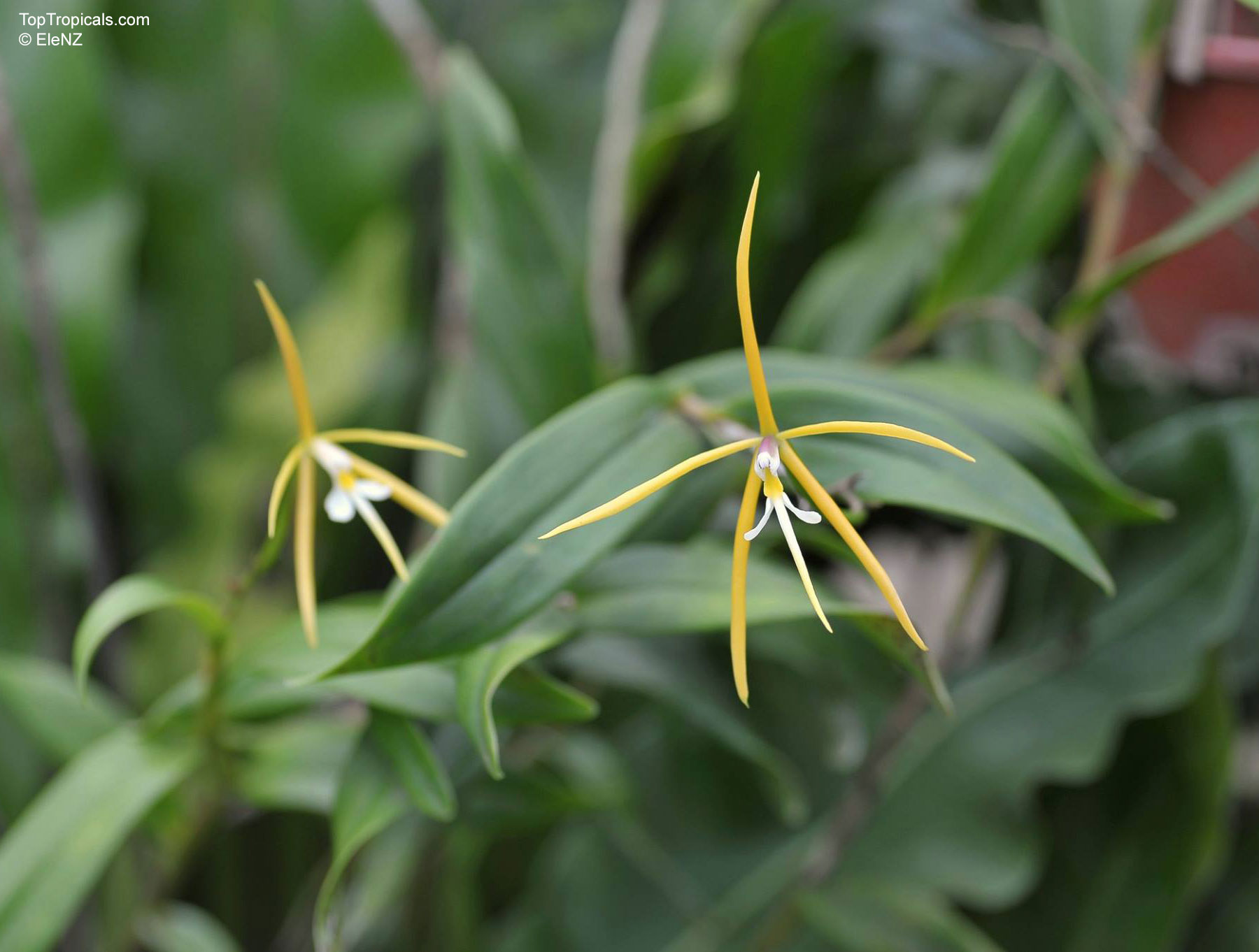 Epidendrum nocturnum Epidendrum sp. (Reed Orchid) yellow flower close up with narrow petals and green leaves