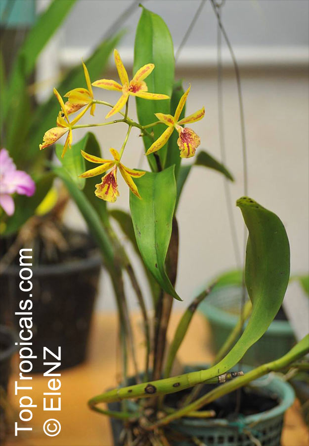Epidendrum sp., Reed Orchid, Epidendrum Orchid, Clustered Flowers Orchid. Eplc. Don Herman Hawaii. Cattleya x Epidendrum x Laelia