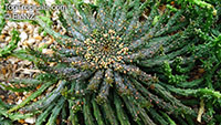 Euphorbia flanaganii, Medusa Head

Click to see full-size image