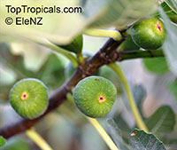 Ficus carica, Fig Tree, Brevo

Click to see full-size image