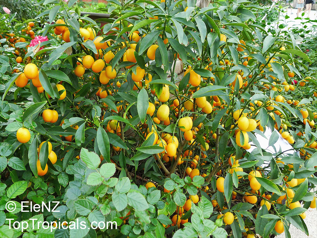 Fortunella margarita, Oval Kumquat