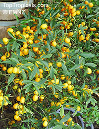 Fortunella margarita, Oval Kumquat

Click to see full-size image