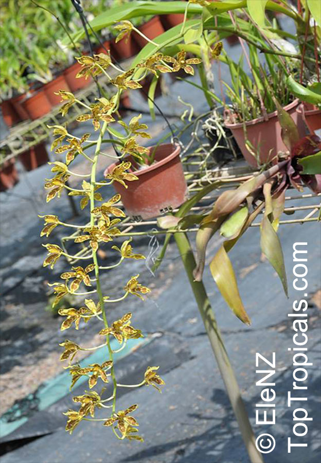 Grammatophyllum scriptum, Epidendrum scriptum, Grammatophyllum